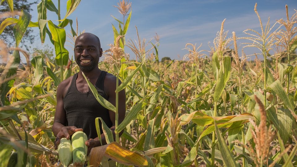 A person stands in a field of corn