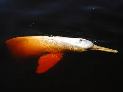 Boutu or pink river dolphin (Inia geoffrensis), in the Aracá Expedition, municipality of Novo Airão, Amazonas, Brazil.