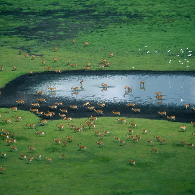 Kobus leche kafuensis, Kafue lechwe.  Kafue Flats with Cattle Egrets, Bubulcus ibis, and Kafue Lechwe, Southern Province, Zambia, Southern Africa