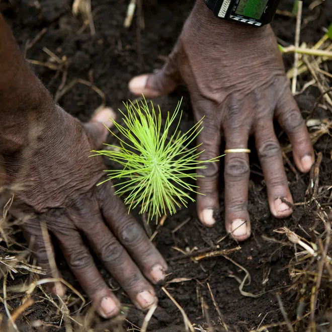 Description Mbiwo Constantine Kusebahasa, WWF Climate Witness, planting pine tree sapling on his land