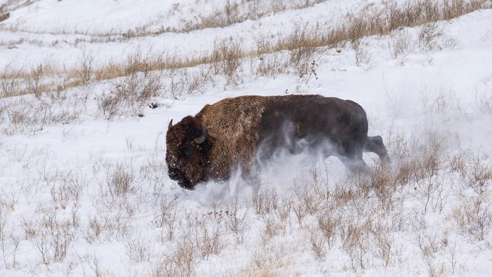 A bison runs downhill with a light snow on the ground billowing up around it