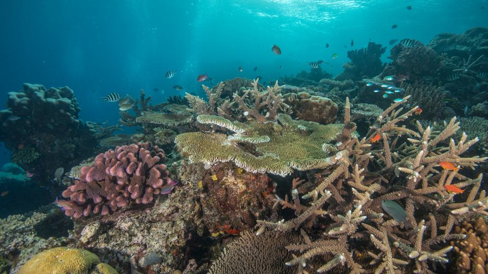 Multicolored coral in clear water