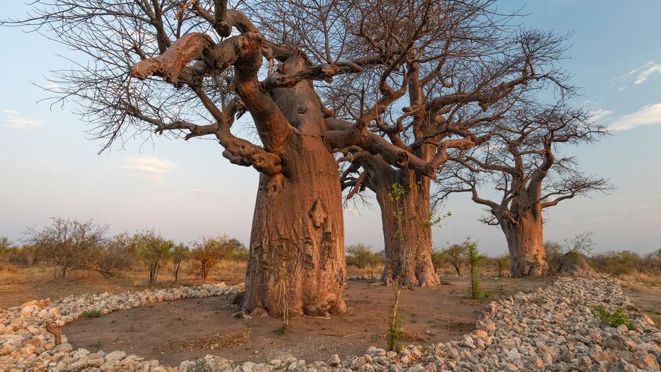 What is the connection between elephants and baobab trees | WWF
