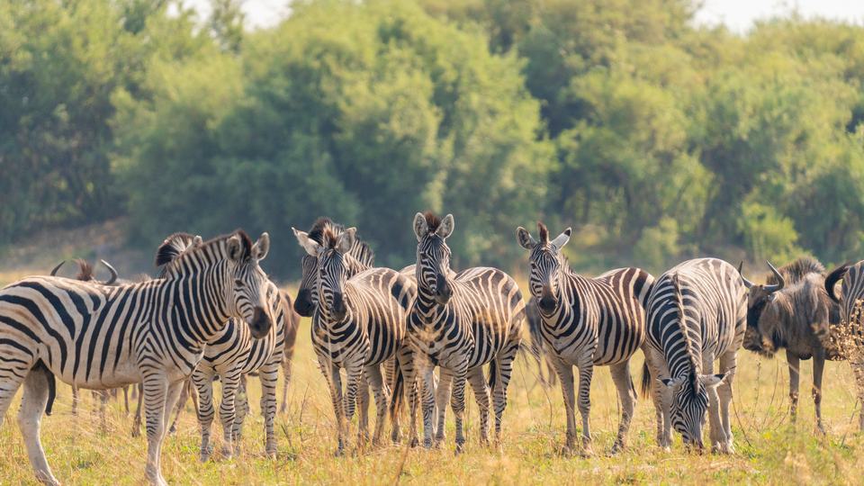A herd of zebras inside the Okavango Delta, Botswana