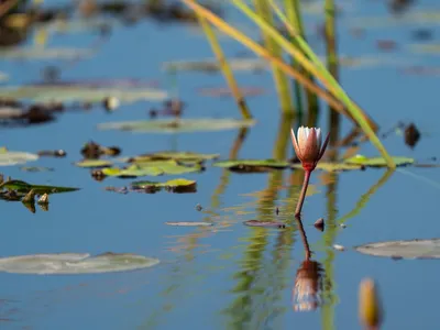 White water lily (Nymphaea lotus) in the Okavango Delta, Botswana.