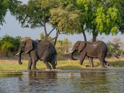 African bush elephant (Loxodonta africana) crossing the river in the NG12 concession of the Okavango Delta, Botswana.