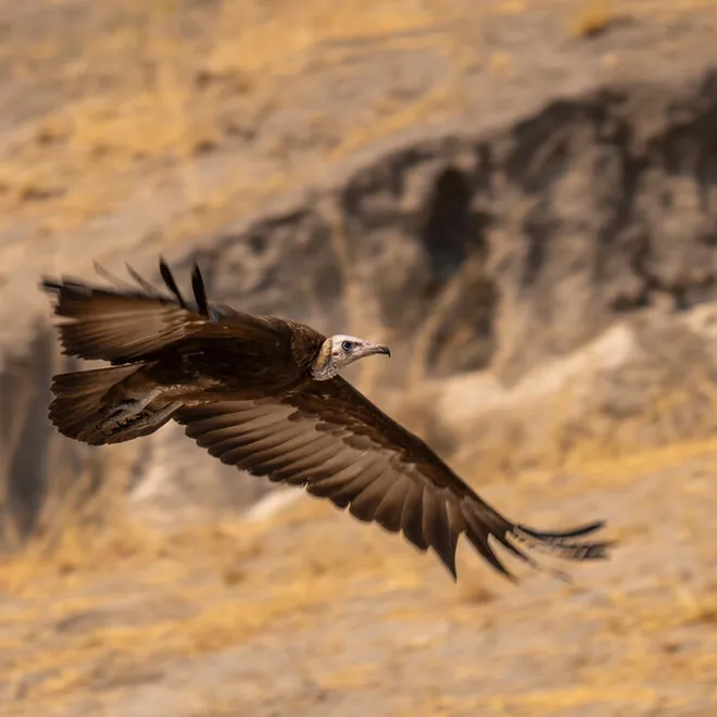Hooded Vulture (Necrosyrtes monachus) in flight near the border of Nkasa Rupara National Park in Wuparo Conservancy, Namibia.