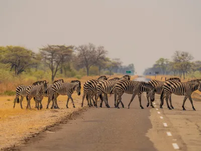 A herd of zebra (Equus quagga burchellii) grazing in the NG12 concession of the Okavango Delta, Botswana.