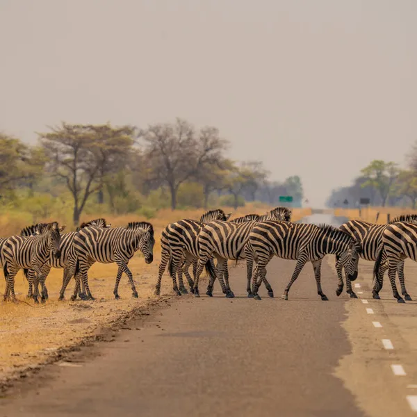 A herd of zebra (Equus quagga burchellii) grazing in the NG12 concession of the Okavango Delta, Botswana.