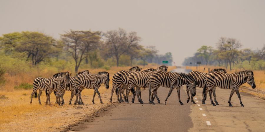 A herd of zebra (Equus quagga burchellii) grazing in the NG12 concession of the Okavango Delta, Botswana.