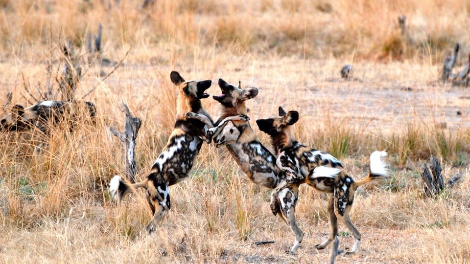 Three African wild dogs with brown, white, and balck fur play together among tan grasses