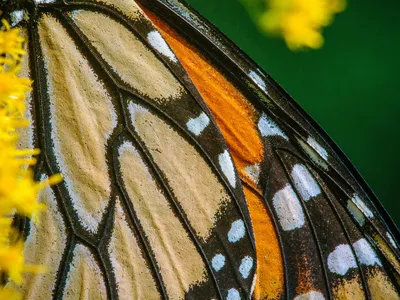 Extreme close up of monarch butterfly wing