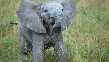 Baby elephant playfully stands in tall grass.