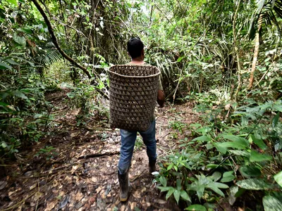 A person carrying their harvest of Brazil nut in the forests of Acre, Brazil.