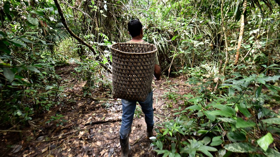 A person carrying their harvest of Brazil nut in the forests of Acre, Brazil.