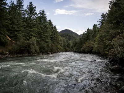A large river flows between evergreen trees