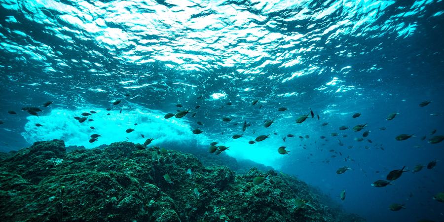 Fish swim near coral under the ocean surface.