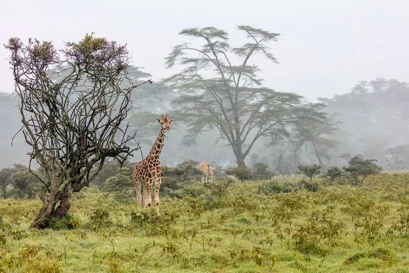 Rothschild's giraffe in the morning fog at Lake Nakuru, Kenya.