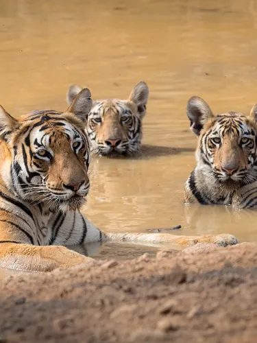 A female tiger and two cubs rest in a watering hole