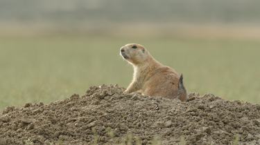 A prairie dog in profile sits on a mound of dirt with a blurry green background