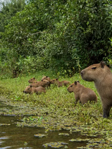 A herd of capybaras along a green river bank.