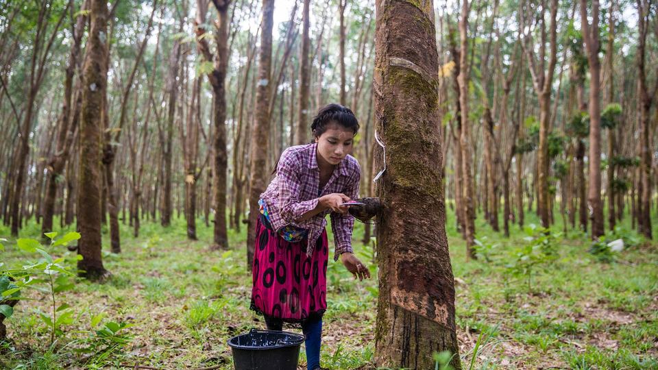 A woman collects rubber from a tree amid a backdrop of many rubber trees