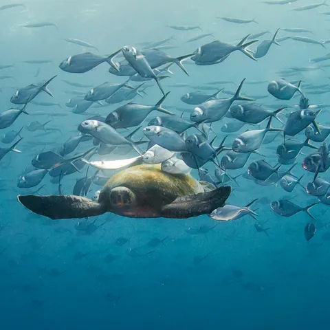 A sea turtle with fish swimming around and cleaning its shell