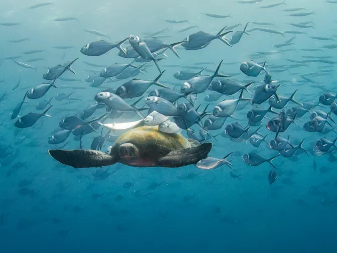 A sea turtle with fish swimming around and cleaning its shell