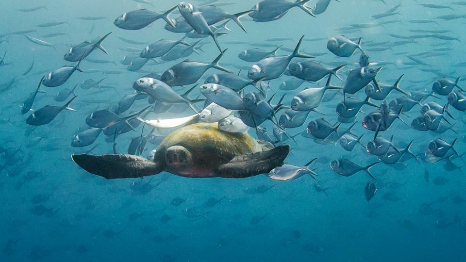 A sea turtle with fish swimming around and cleaning its shell