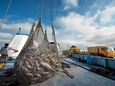 A large net full of tuna is lifted up on a dock