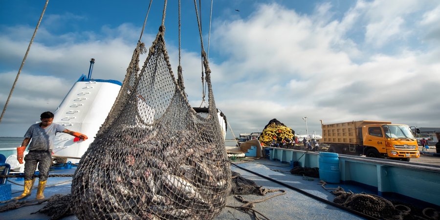 A large net full of tuna is lifted up on a dock