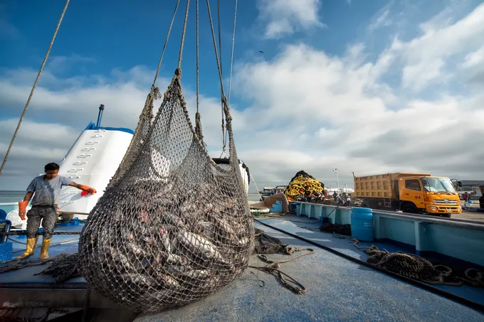 A large net full of tuna is lifted up on a dock