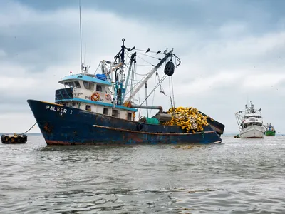 A large fishing boat with rust on the sides and seabirds sitting on top is anchored in the ocean