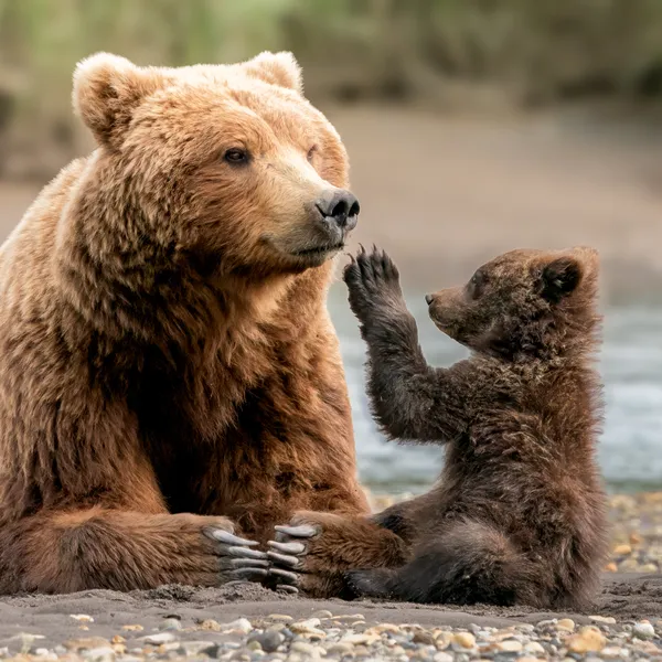 A brown bear and cub relaxing on a shoreline