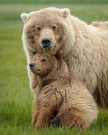 A brown bear and cub
