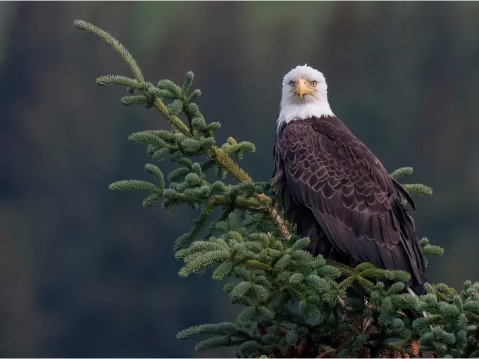 A bald eagle perched on an evergreen tree