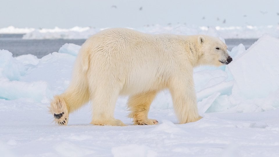 A polar bear walking across ice