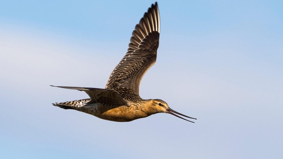 A flying seabird