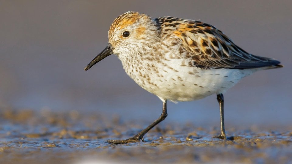 A western sandpiper on the sand