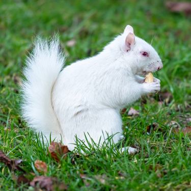 A white squirrel sits in green grass eating a nut
