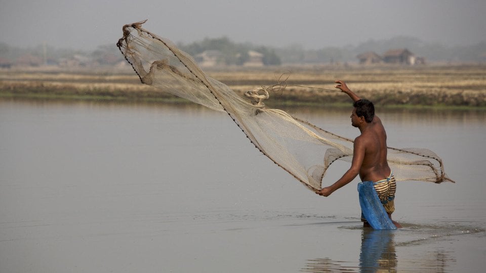 A shrimp farmer tosses a throw net into the water to harvest shrimps from a shrimp farm pond