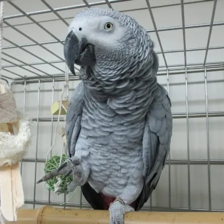 Grey parrot stands on one leg while holding a toy.