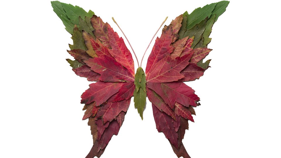 Autumn butterfly