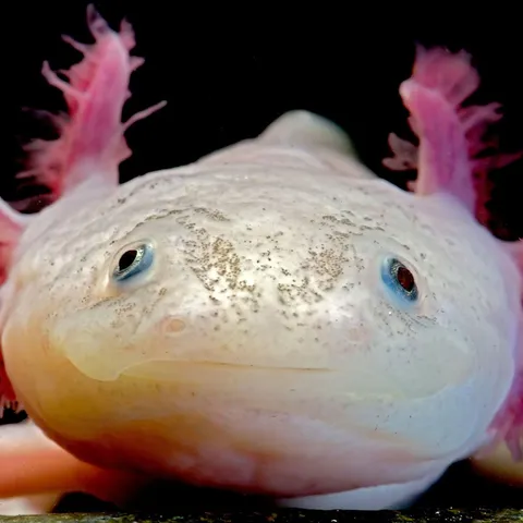 Axolotl face