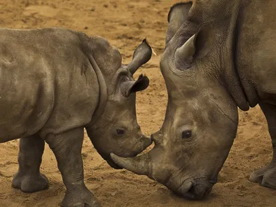 Mother and baby rhino