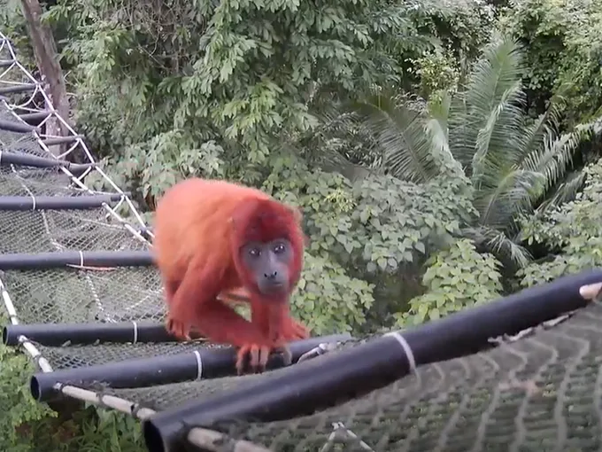 a monkey uses a canopy bridge to cross among the treetops in the Madre de Dios region of the Peruvian Amazon