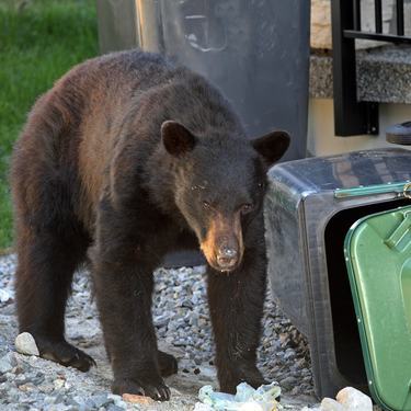 A black bear next to garbage cans