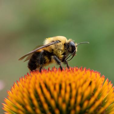 Bumblebee on a flower