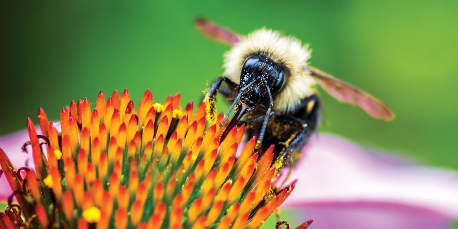 Closeup of bee on flower