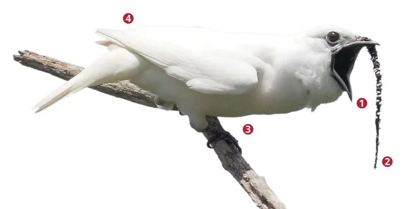 White Bellbird perched on branch